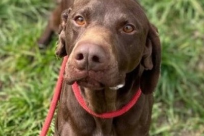 Incredible Dog Waited Over a Year in Shelter for Surprising Reason!