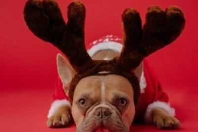 Keep Your Pet Stress-Free this Holiday Season: 5 Tips Every Pet Owner Should Know!