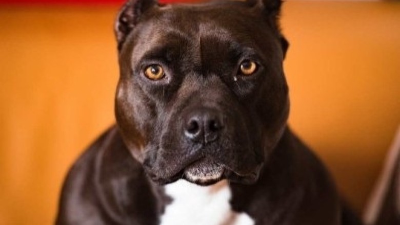 Man Battles Against Breed Ban to Save Dog That Attacked Him During Intimate Moment!