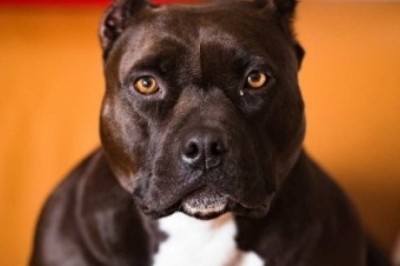 Man Battles Against Breed Ban to Save Dog That Attacked Him During Intimate Moment!