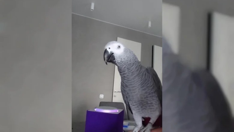 Meet Polly: The Parrot that Masters Smart Home Gadgets and Leaves Owners Astonished!