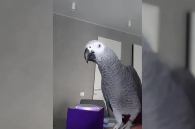 Meet Polly: The Parrot that Masters Smart Home Gadgets and Leaves Owners Astonished!