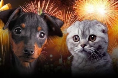 Protect Your Pets: The Ultimate Guide to Keeping Them Calm During New Year's Eve Fireworks!