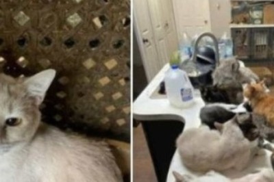Shocking Discovery: Teacher Lives with Over 300 Cats, Chickens, and Ducks in Deplorable Conditions! Animal Hoarding Exposed!