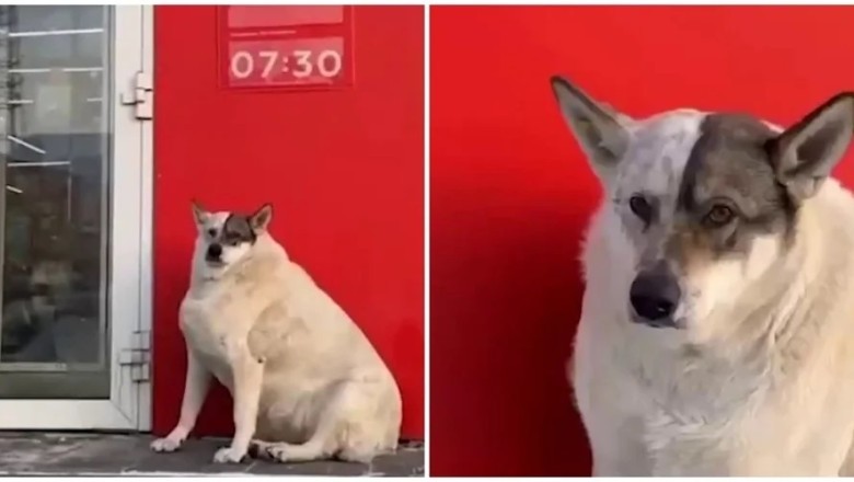 The Chonkiest Pup of Ugra: How Social Media United to Help Mukha, the Adorable Giant Dog