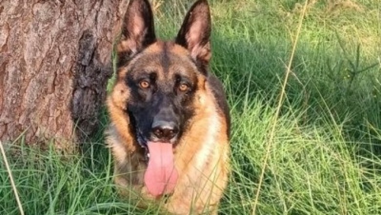The Heartwarming Tale of Nexus, the Abandoned German Shepherd Who Found Redemption and Love