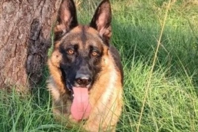 The Heartwarming Tale of Nexus, the Abandoned German Shepherd Who Found Redemption and Love