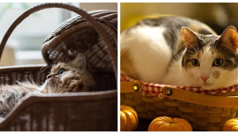 The Sacred Basket: Unveiling the Feline Charms of the Cat in a Basket