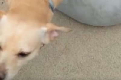 The Unbreakable Bond: A Boy and His Rescue Dog's Journey Towards Healing and Happiness