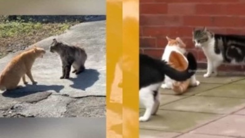 Understanding and Preventing Cat Fights: A Guide to Harmonious Coexistence