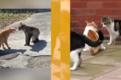 Understanding and Preventing Cat Fights: A Guide to Harmonious Coexistence