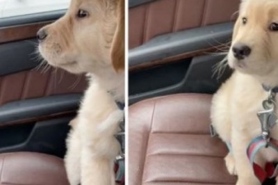 Unforgettable Puppy Encounter: Golden Retriever's Hilarious Reaction to Car Windshield Wipers