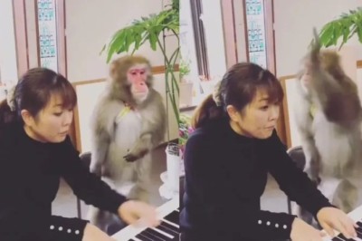 Unleashing Musical Mastery: The Unconventional World of the Very Strict Piano-Teaching Monkey!