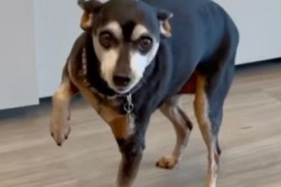 Unleashing Piper's Paw-simulating Deception: The Clever Canine's Hilarious Lesson in Treats!