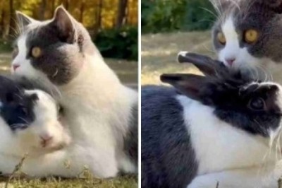Unlikely Friendship Between Cat and Rabbit Melts Hearts Worldwide - Viral Video