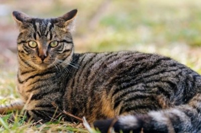 Unveiling the Untapped Superiority: Why Mongrel Cats Outshine Purebred Felines