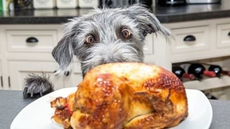 Warning: These 3 Christmas Foods Can Be Deadly for Your Dog - Protect Your Furry Friend!