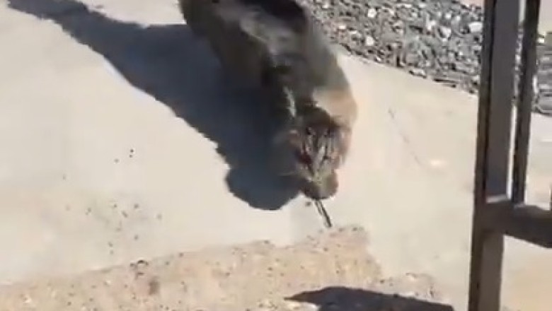 Hilarious Cat Takes on Mother Nature's Gusty Challenge: You Won't Believe What Happens Next!