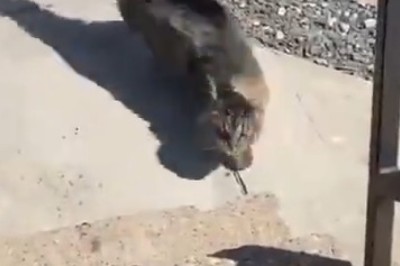 Hilarious Cat Takes on Mother Nature's Gusty Challenge: You Won't Believe What Happens Next!