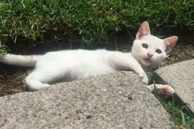 Hilarious Cat vs- Sneaky Mosquito Showdown!