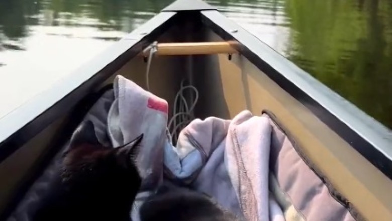 Pawsome Adventure: Two Cats Sail the High Seas!
