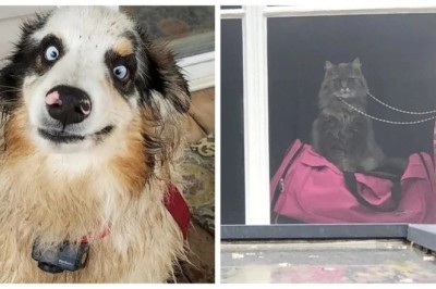 Pet Fails: Hilarious Moments that Make You ROFL