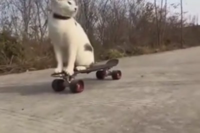Purr-fectly Pawsome: Cat Takes the Sidewalk by Storm with Hilarious Skating Skills!