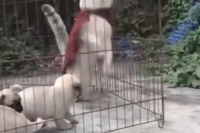 Superman Cat Adopts Puppies? Prepare for the Cutest Superhero Team-Up Ever!