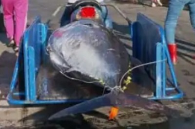 The Divine Art of Giant Bluefin Tuna Cutting: A Luxurious Sashimi Experience Like No Other