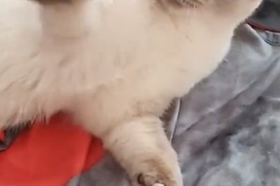 The Hilarious Quest for Entertainment: This Cat Demands Your Attention!