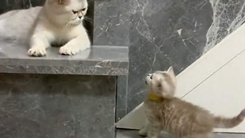 Tiny Cat Challenges Huge Cat: Who Will Rule the Kingdom of Cuteness?