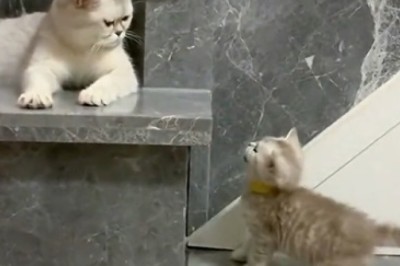 Tiny Cat Challenges Huge Cat: Who Will Rule the Kingdom of Cuteness?
