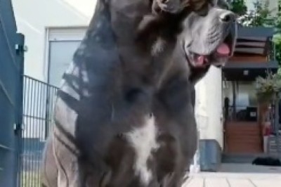 Twinsies Alert! The Hilarious Tale of Two Dogs Who Could Pass for Clones!