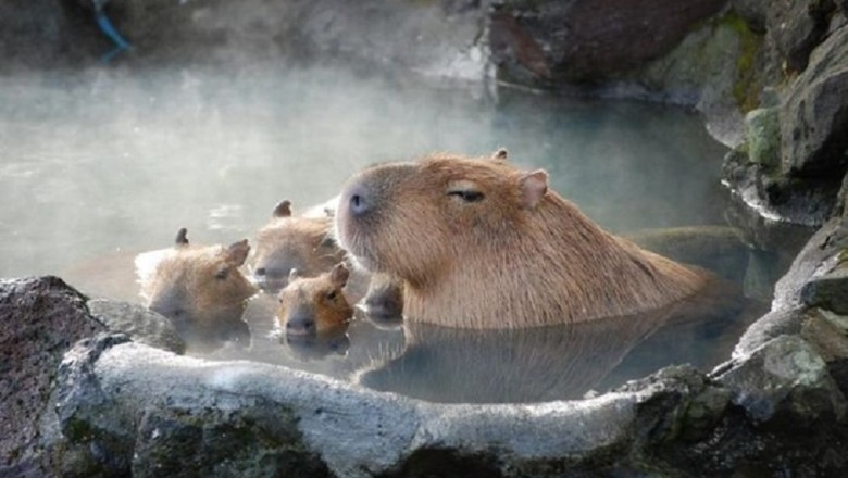 Discover the Unexpected Secrets of Capybaras: How They Survive and Thrive in the Wild
