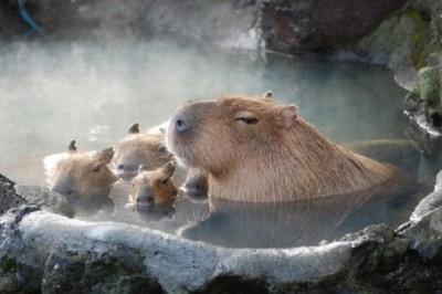Discover the Unexpected Secrets of Capybaras: How They Survive and Thrive in the Wild
