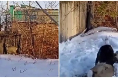 Heartbreaking Video of Dog Owner's Gruesome Attack on Helpless Roe Deer Goes Viral!