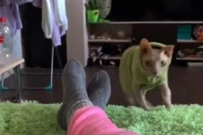 Natasha, the Extraordinary Cat-Nutritionist Who'll Transform Your Life!