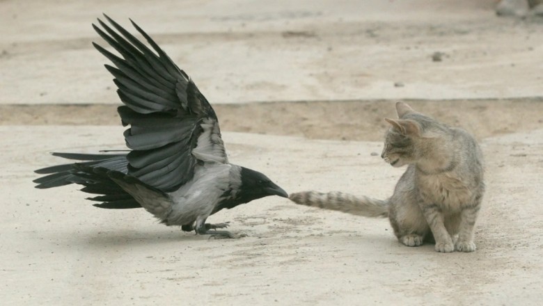 The Hidden Secrets behind Why Crows Pester Other Animals Revealed!