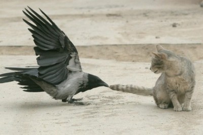 The Hidden Secrets behind Why Crows Pester Other Animals Revealed!