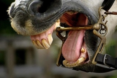 The Truth About Bits: Debunking the Myth - Does a Bit in a Horse's Mouth Hurt?