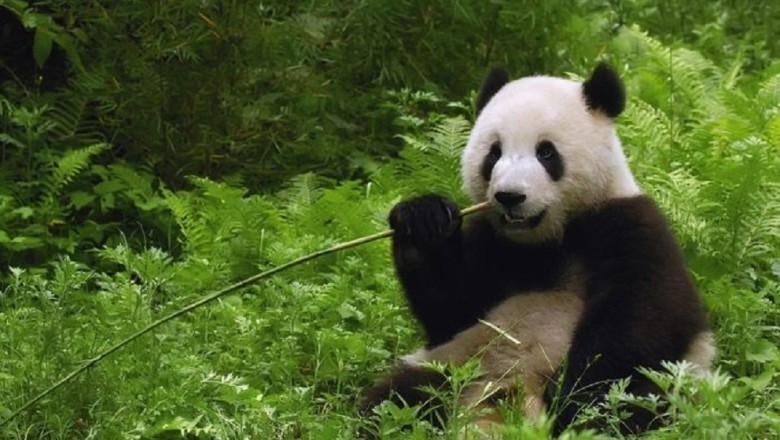 The Unbelievable Reason Behind Why Pandas are Black and White Will Blow Your Mind!
