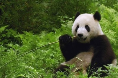 The Unbelievable Reason Behind Why Pandas are Black and White Will Blow Your Mind!