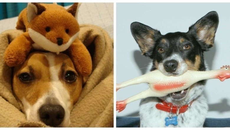 Unleashing the Paw-some Delight: Dogs and Their Unpredictable Toy Obsessions!