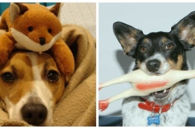 Unleashing the Paw-some Delight: Dogs and Their Unpredictable Toy Obsessions!
