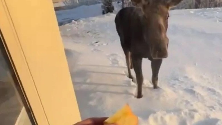 Unlikely Encounter: American's Backyard Turns into Moose Kingdom, and the Magical Moment is Caught on Camera!