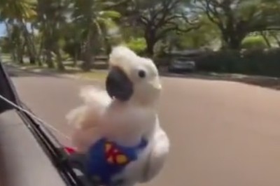 Hilarious Parrot Pranks Unsuspecting Drivers With its Epic 'Car Window' Performance!