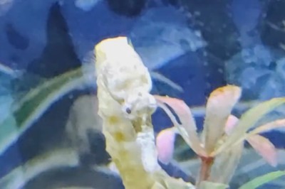 When a Plant Goes Hollywood: The Hilarious Adventures of a Live Plant!