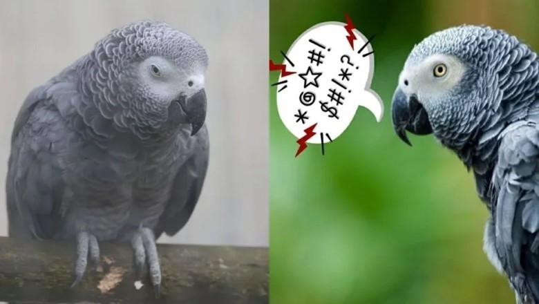Hilarious and Heartwarming: English Zoo Takes Drastic Measures to Curb Swearing Parrots!