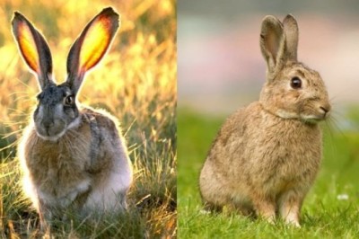 Mind-Blowing Insights: Unveiling the Surprising Differences Between Hares and Rabbits!