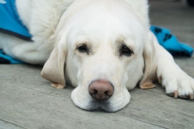 The Adorable Guide Dog That Stole Football Fans' Hearts: Meet Luton's Cutest Fan, Geoffrey!